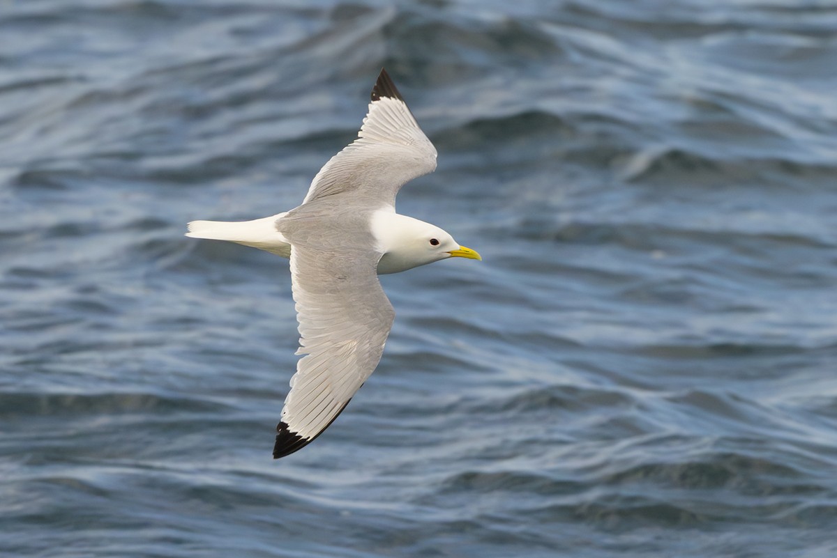 Mouette tridactyle - ML620316653