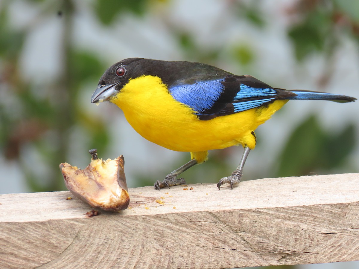 Blue-winged Mountain Tanager - ML620316655