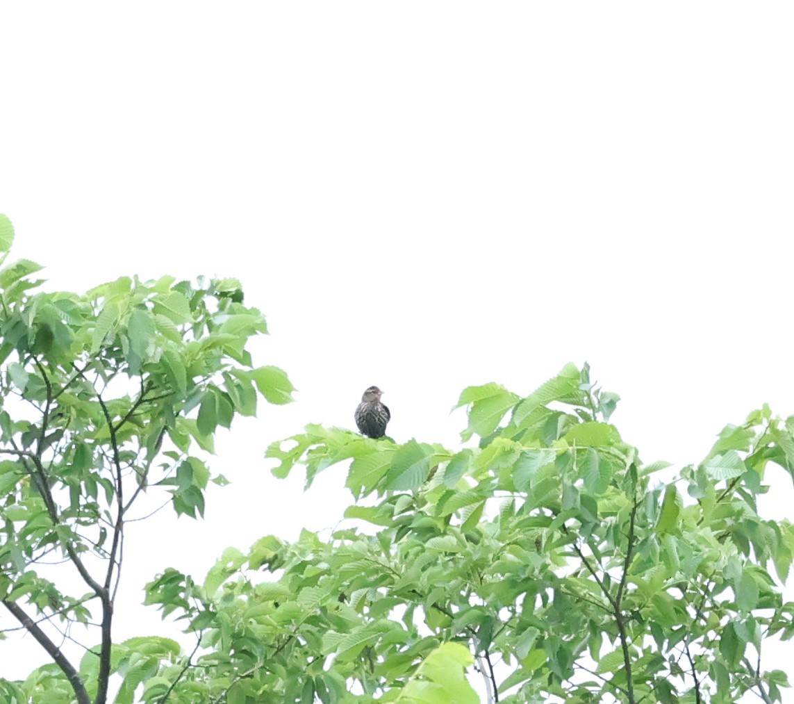 Red-winged Blackbird - ML620316673