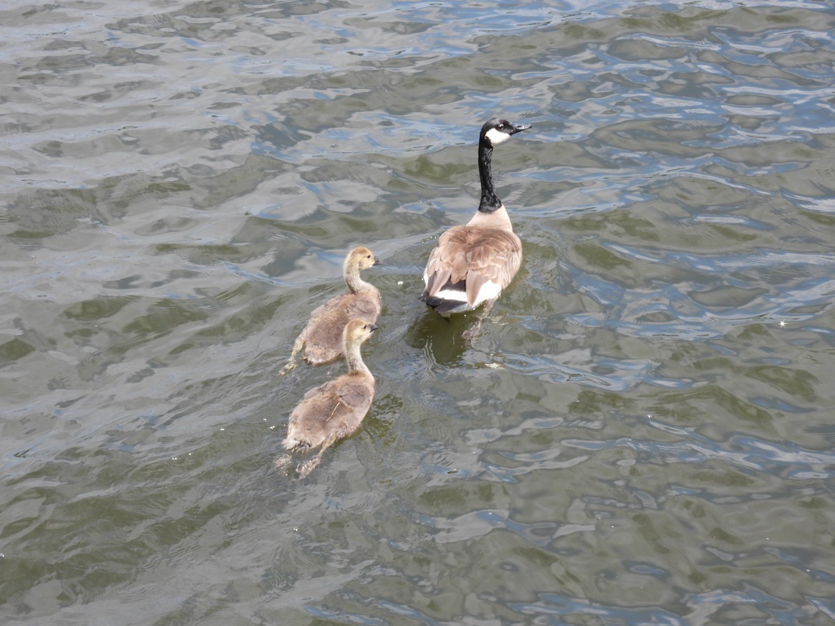 Canada Goose - ML620316674