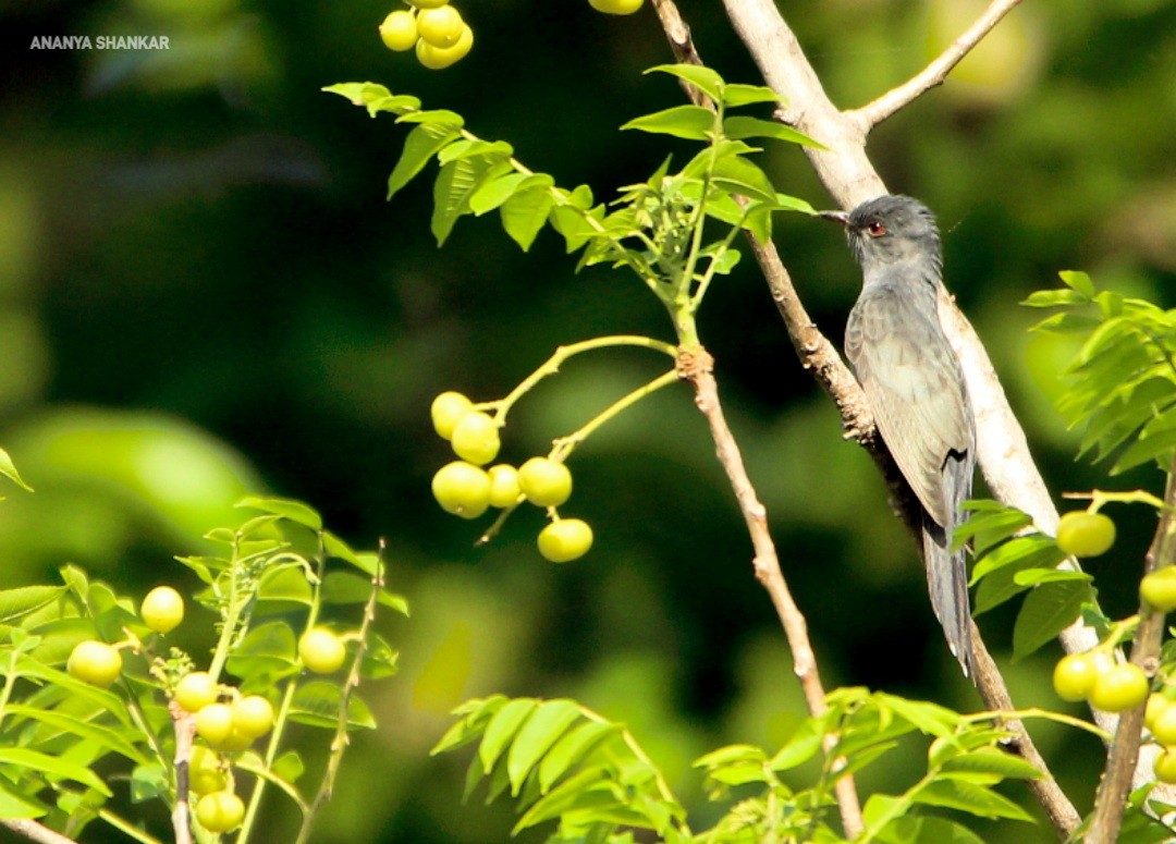 Gray-bellied Cuckoo - ML620316675