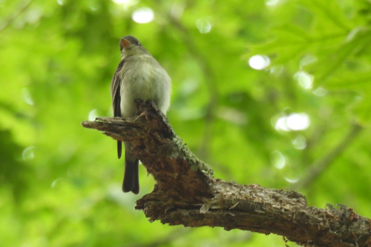 Eastern Wood-Pewee - ML620316678