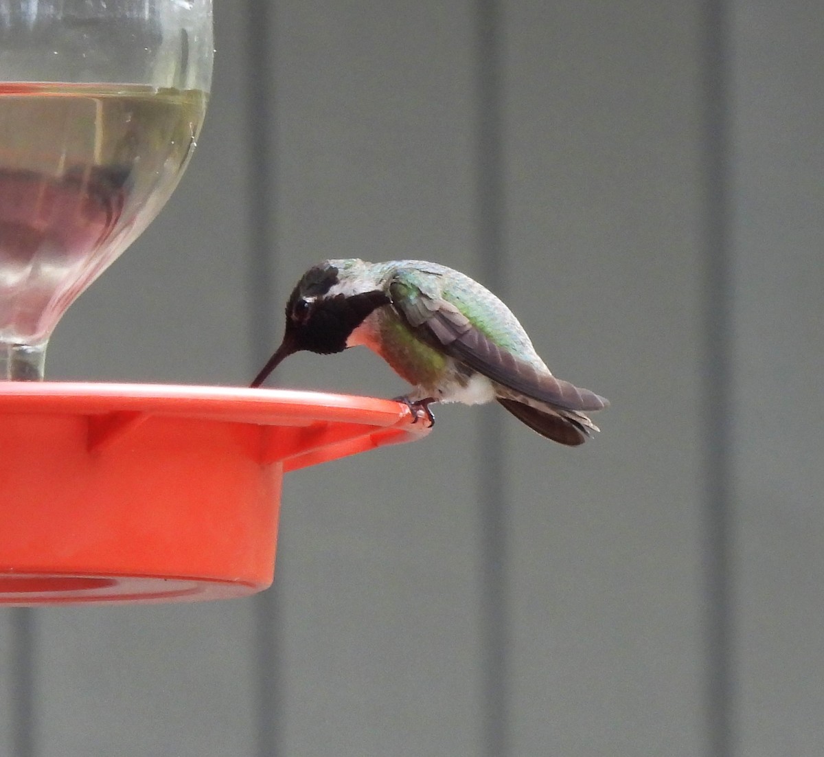 Costa's Hummingbird - ML620316681
