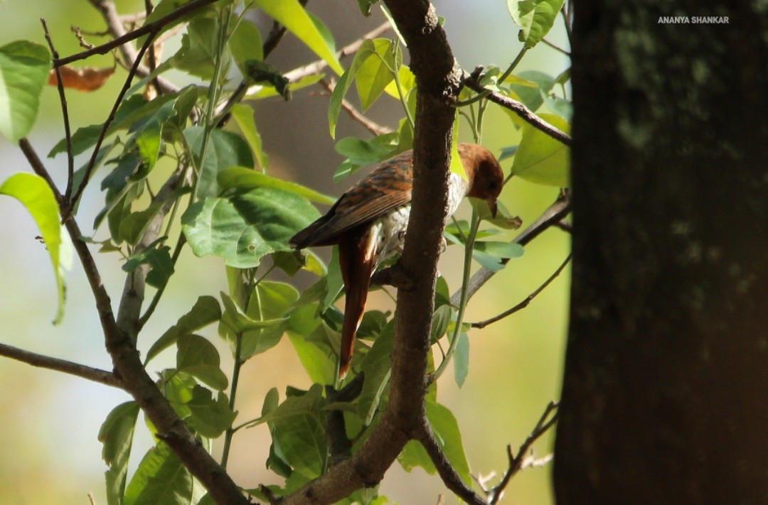 Gray-bellied Cuckoo - ML620316682