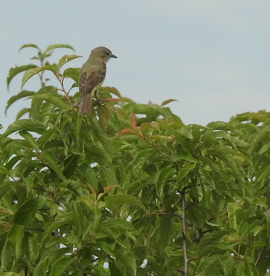 Braunaugenvireo - ML620316685