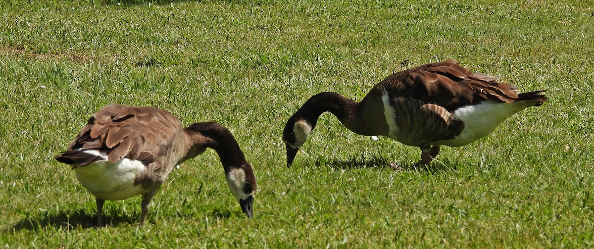 Domestic goose sp. x Canada Goose (hybrid) - ML620316686