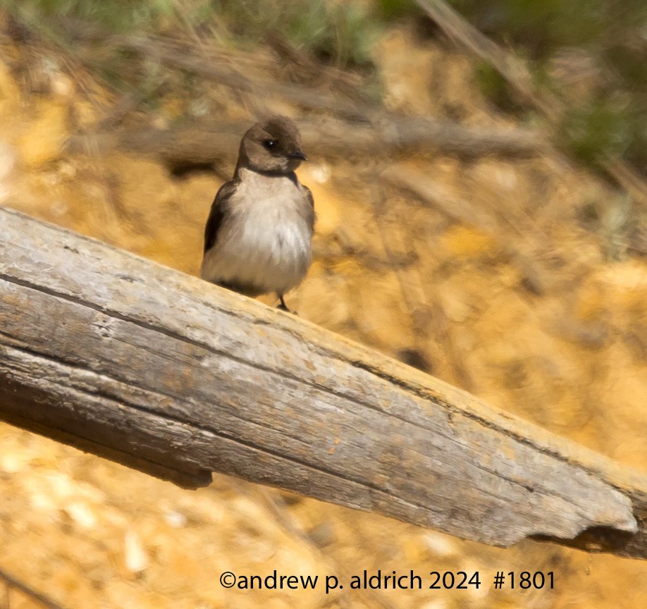 Northern Rough-winged Swallow - ML620316695