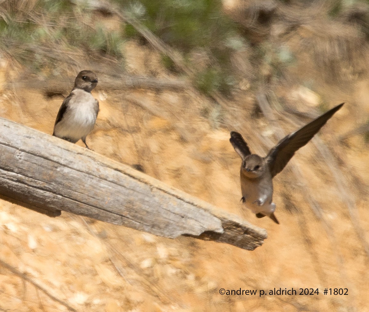 Northern Rough-winged Swallow - ML620316696