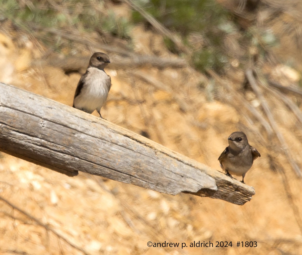 Northern Rough-winged Swallow - ML620316697