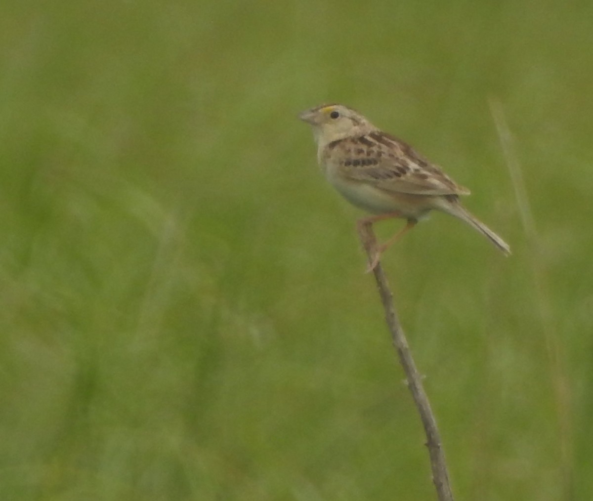 Grasshopper Sparrow - ML620316699