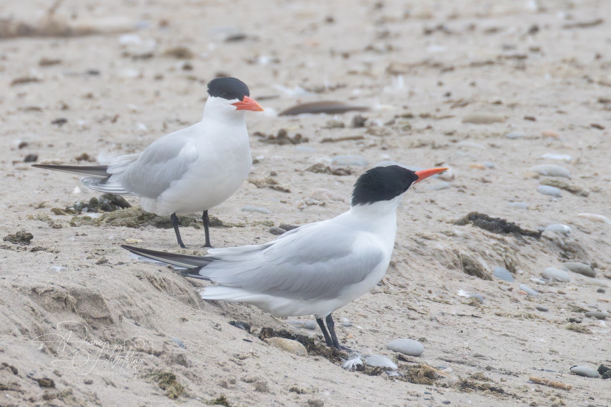 Caspian Tern - ML620316701