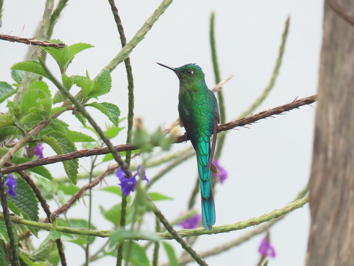 Long-tailed Sylph - ML620316702