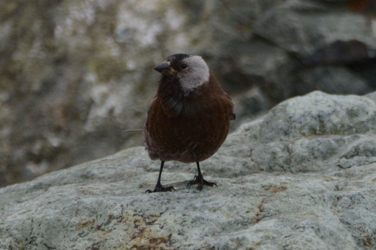 Gray-crowned Rosy-Finch (Aleutian and Kodiak Is.) - ML620316705