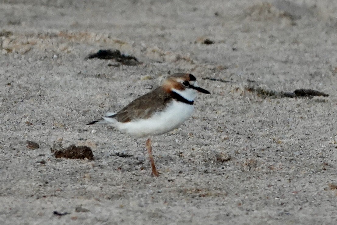 Collared Plover - ML620316706