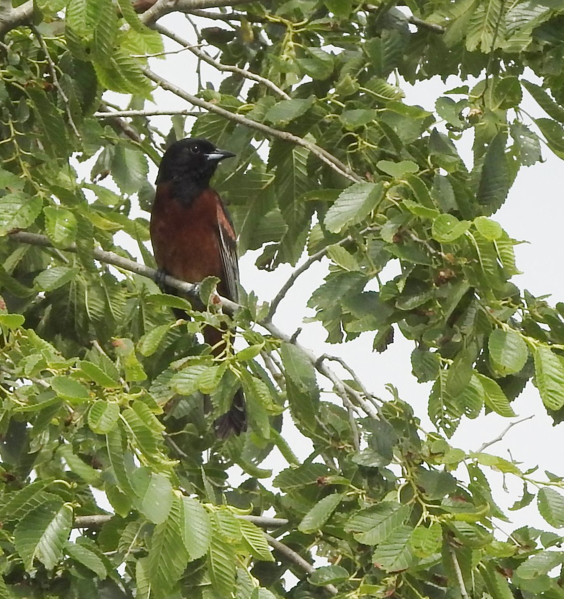 Orchard Oriole - ML620316708