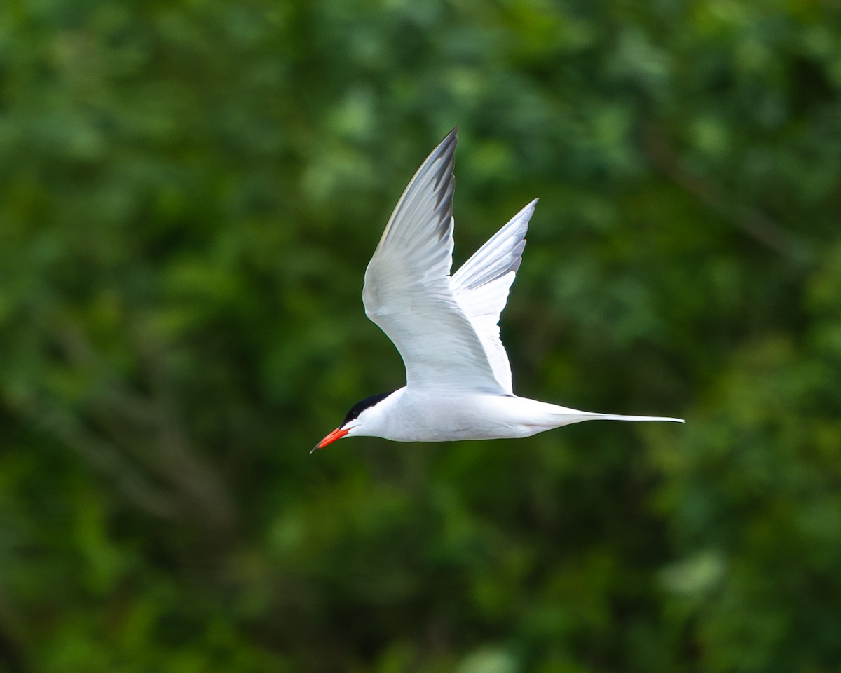 Common Tern - Martin Mau