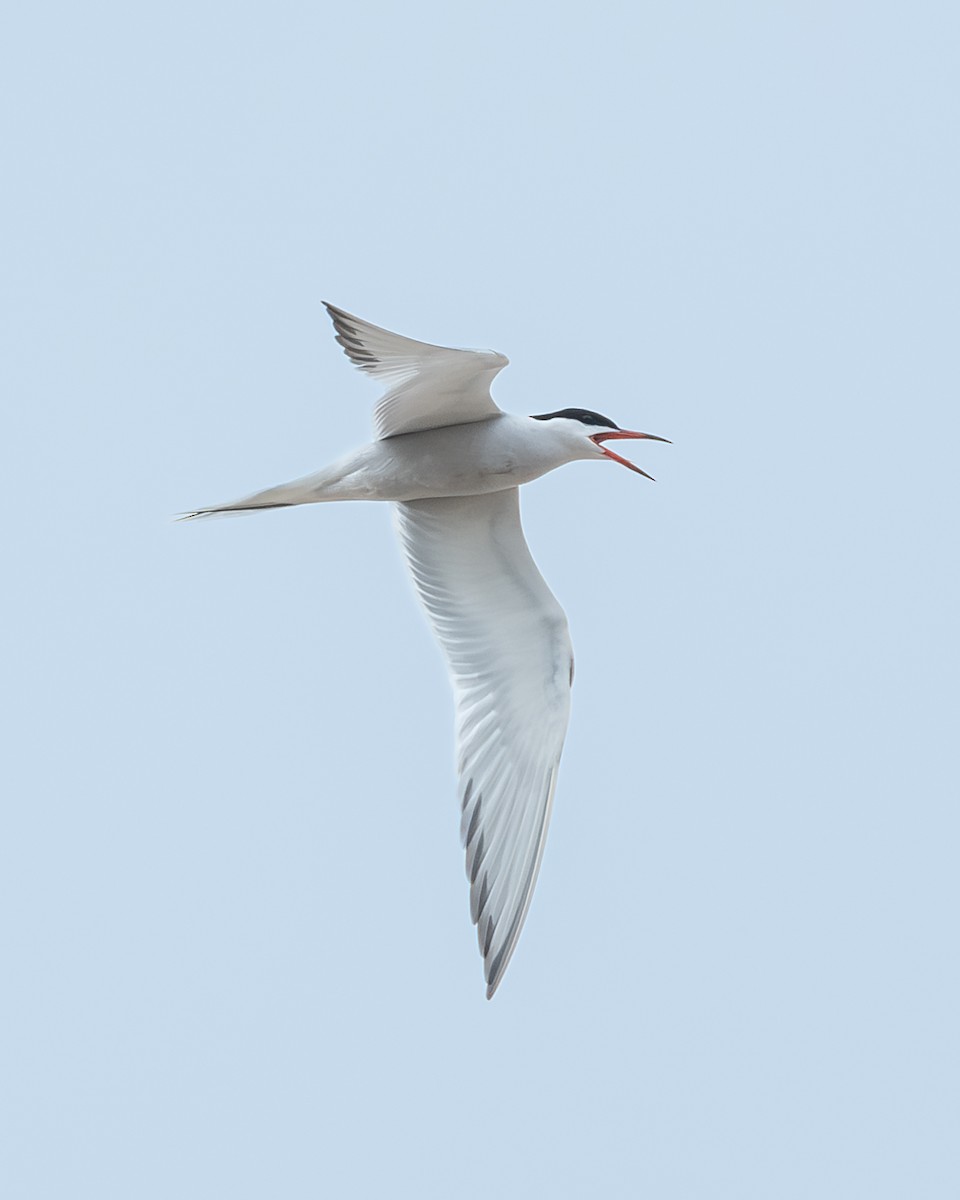 Common Tern - ML620316712