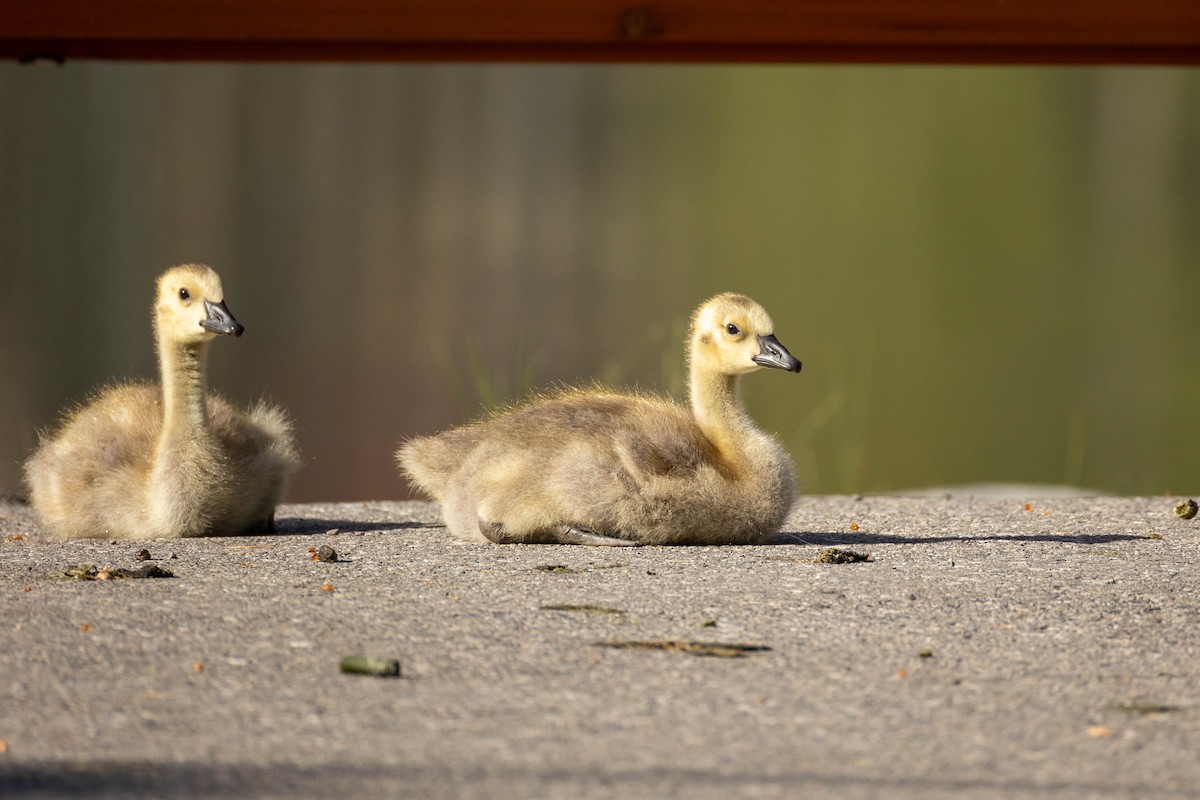 Canada Goose - ML620316716