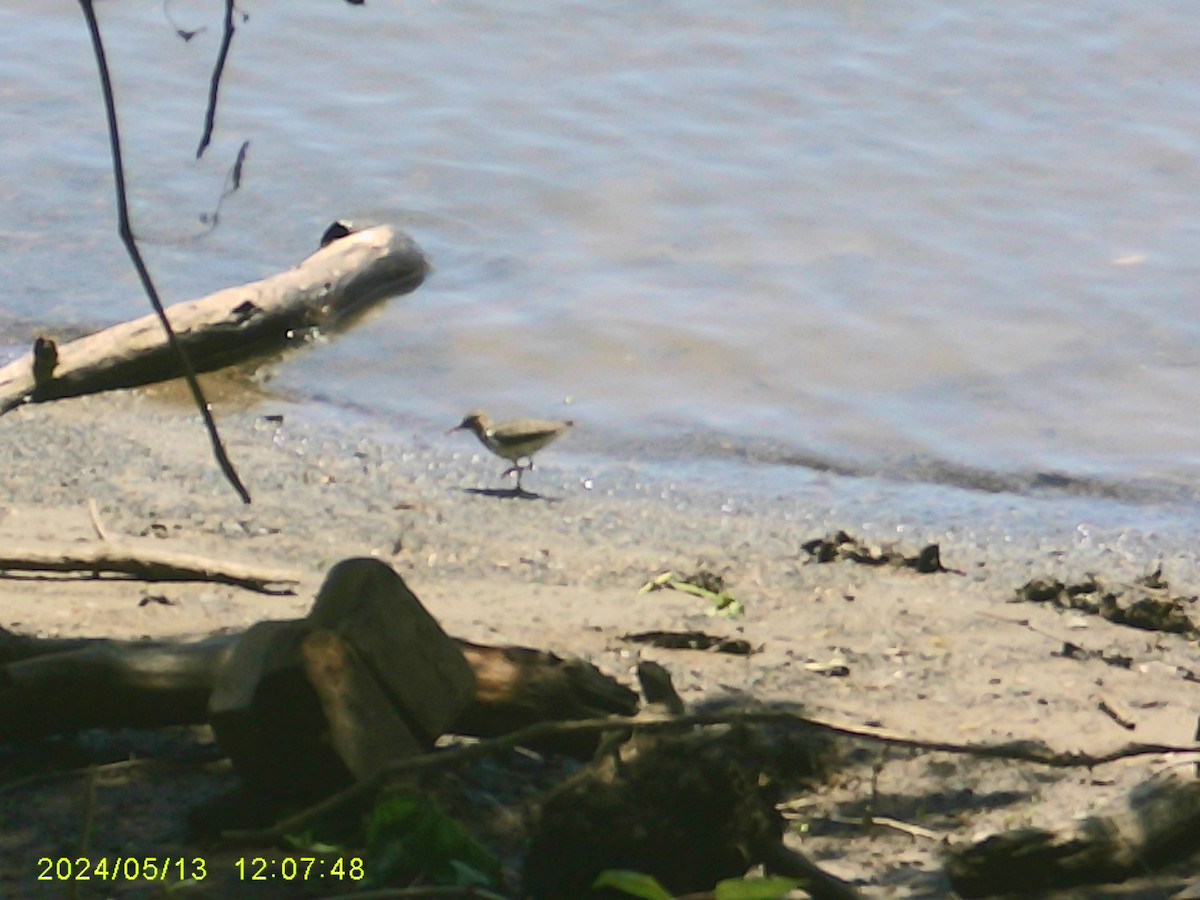 Spotted Sandpiper - ML620316722