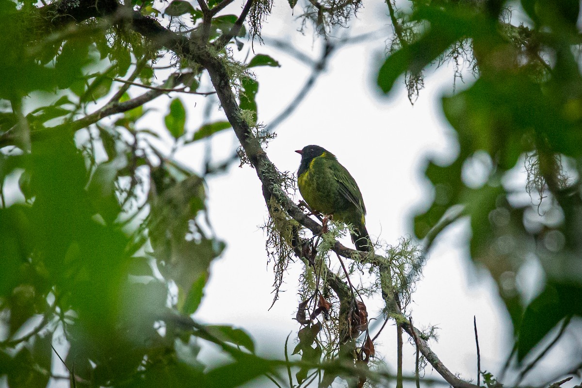 Green-and-black Fruiteater - ML620316724