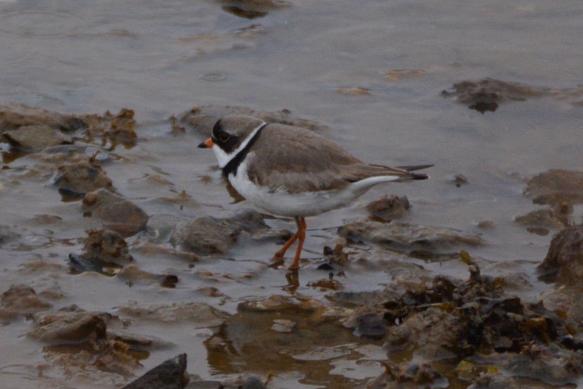 Semipalmated Plover - ML620316726