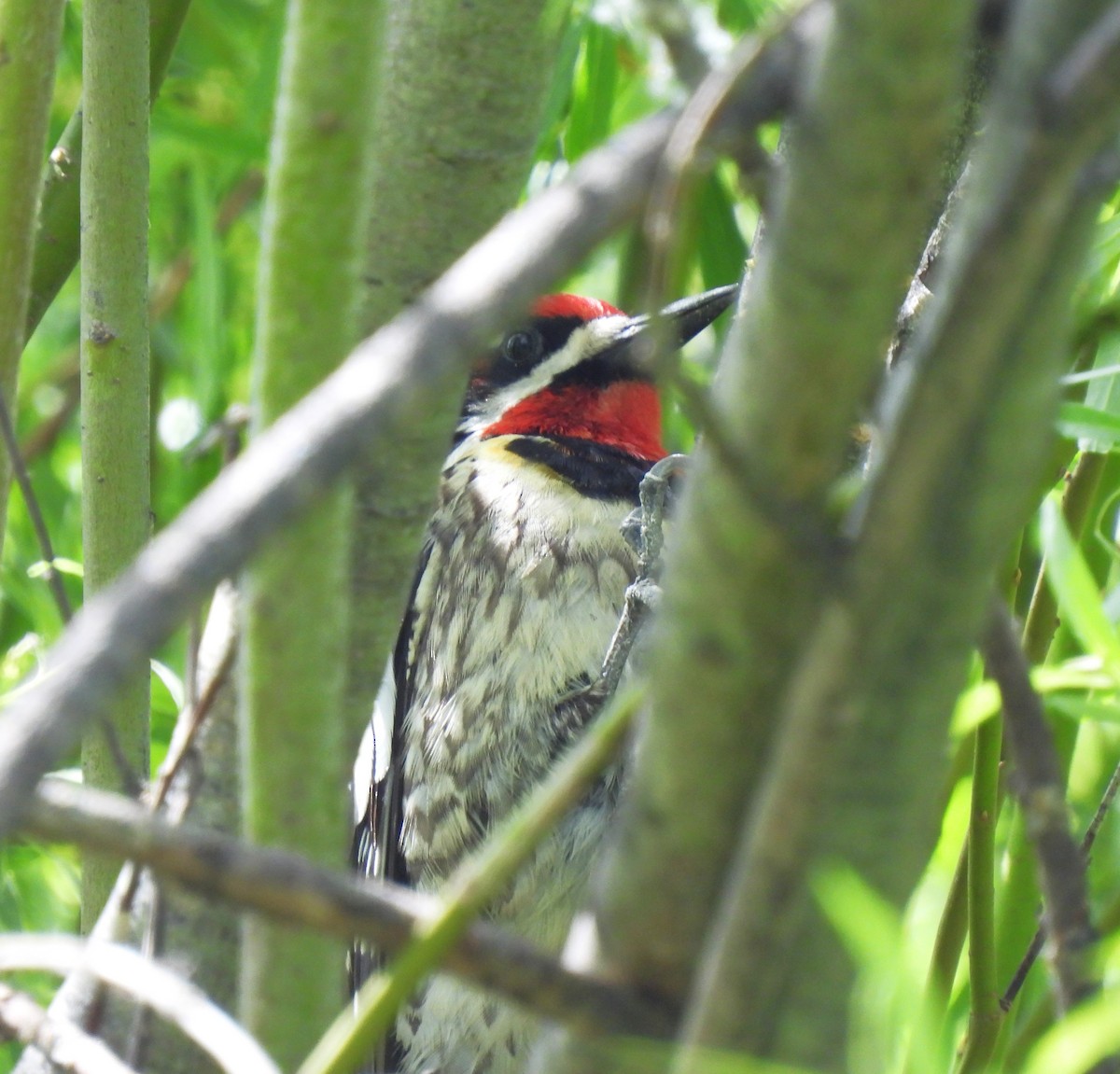 Red-naped Sapsucker - ML620316735