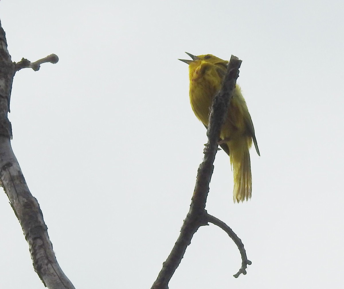 Yellow Warbler - ML620316737