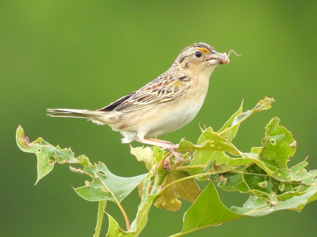 Grasshopper Sparrow - ML620316742