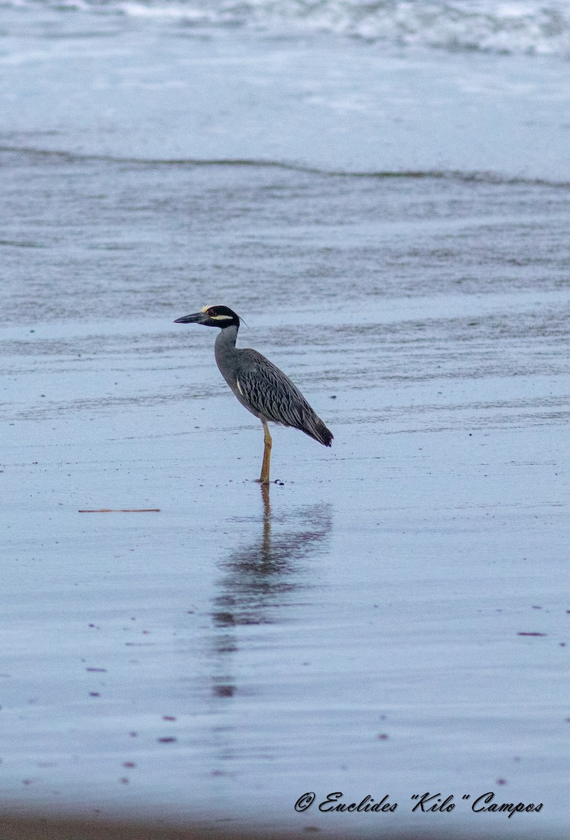 Yellow-crowned Night Heron - ML620316743