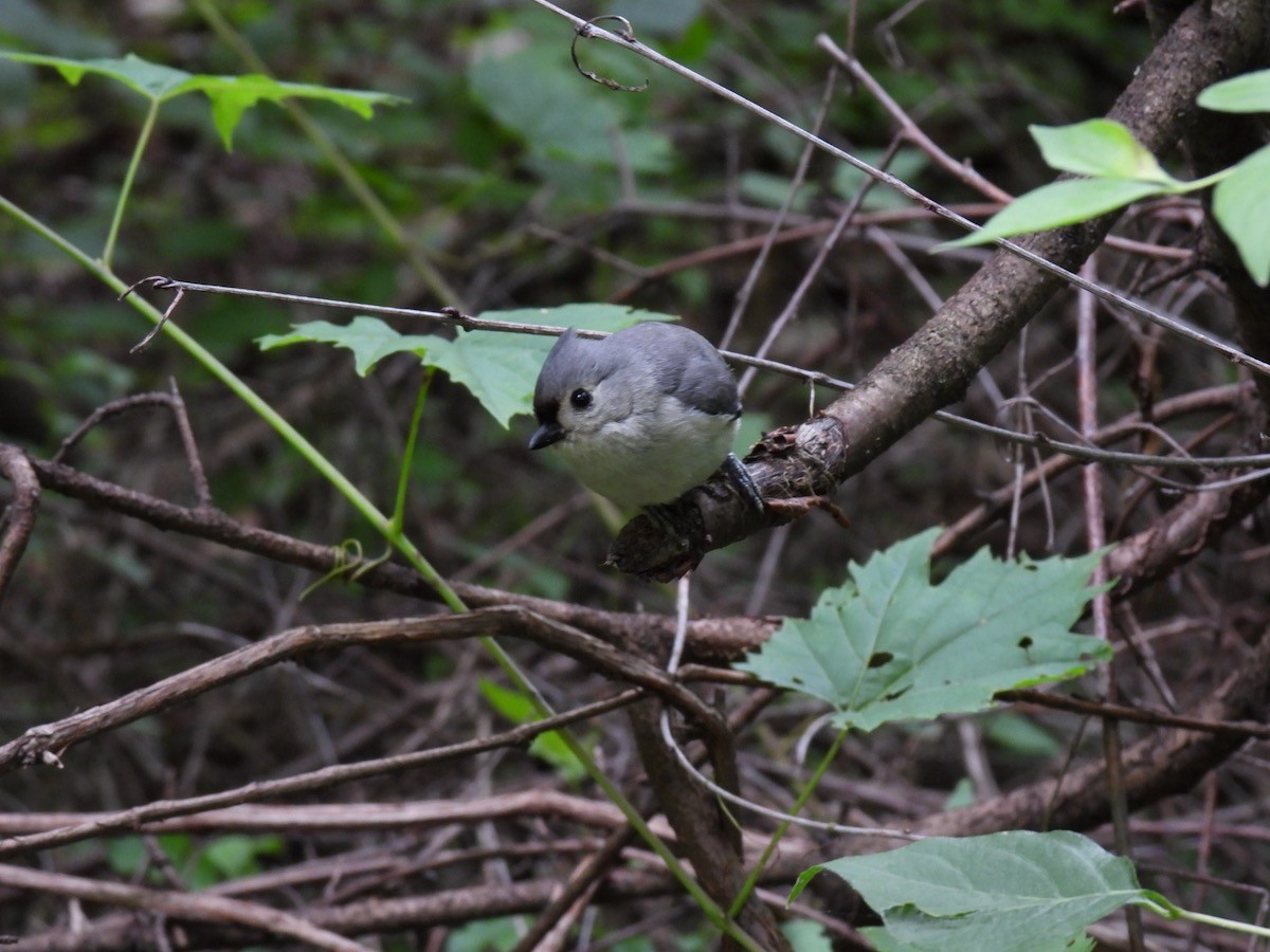 Tufted Titmouse - ML620316746