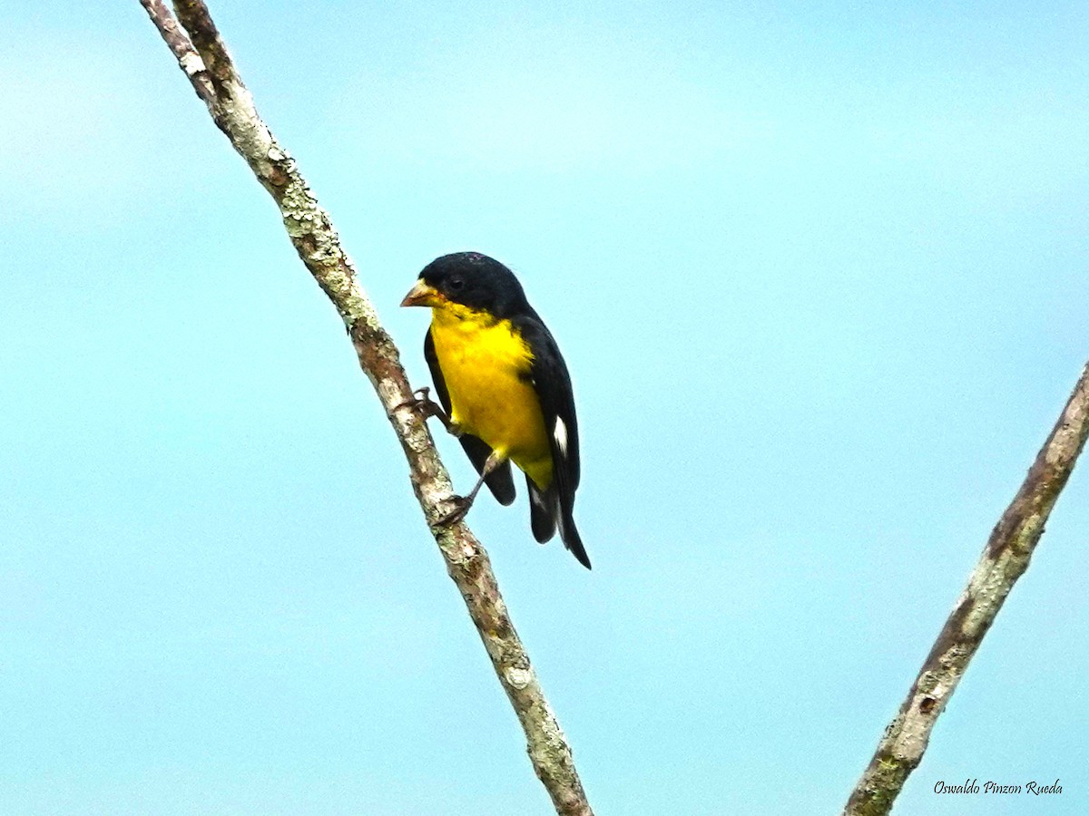 Lesser Goldfinch - ML620316748