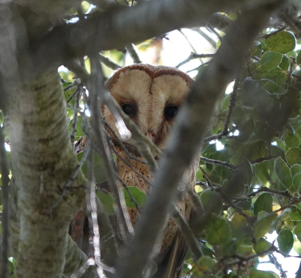 Barn Owl - ML620316749