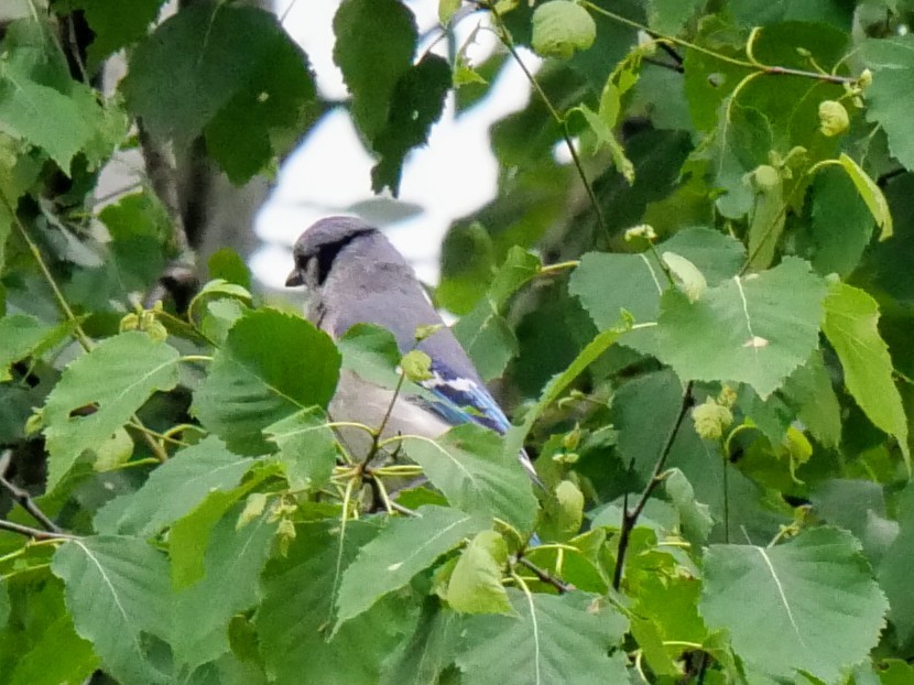 Blue Jay - Cécile Charlton