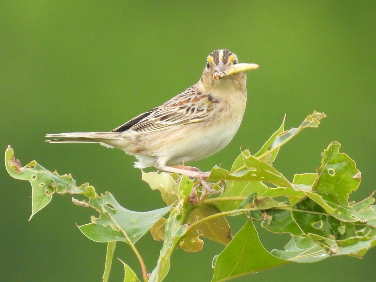 Grasshopper Sparrow - ML620316755