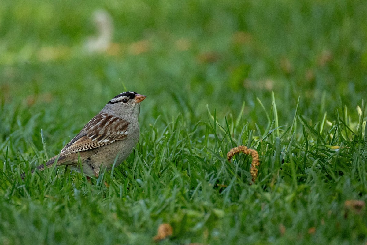 White-crowned Sparrow - ML620316756