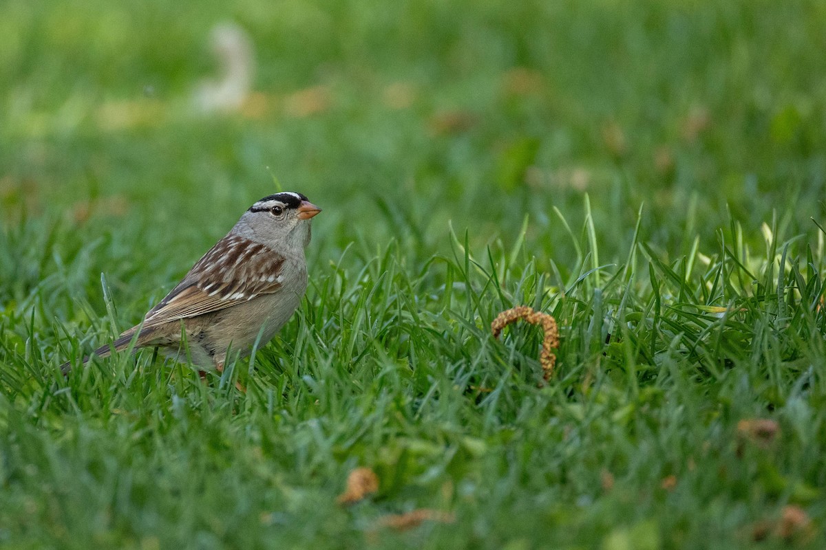 White-crowned Sparrow - ML620316757