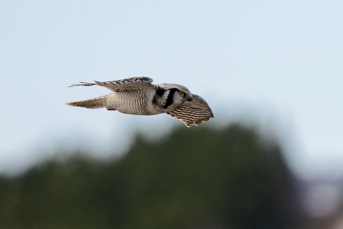 Northern Hawk Owl - Zbigniew Wnuk