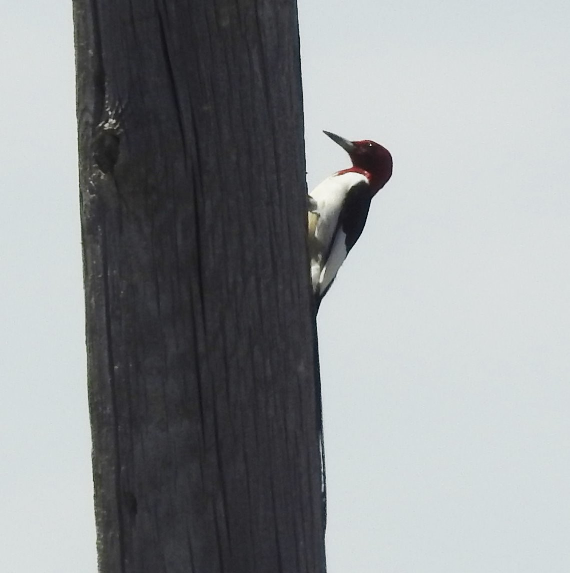 Red-headed Woodpecker - ML620316772