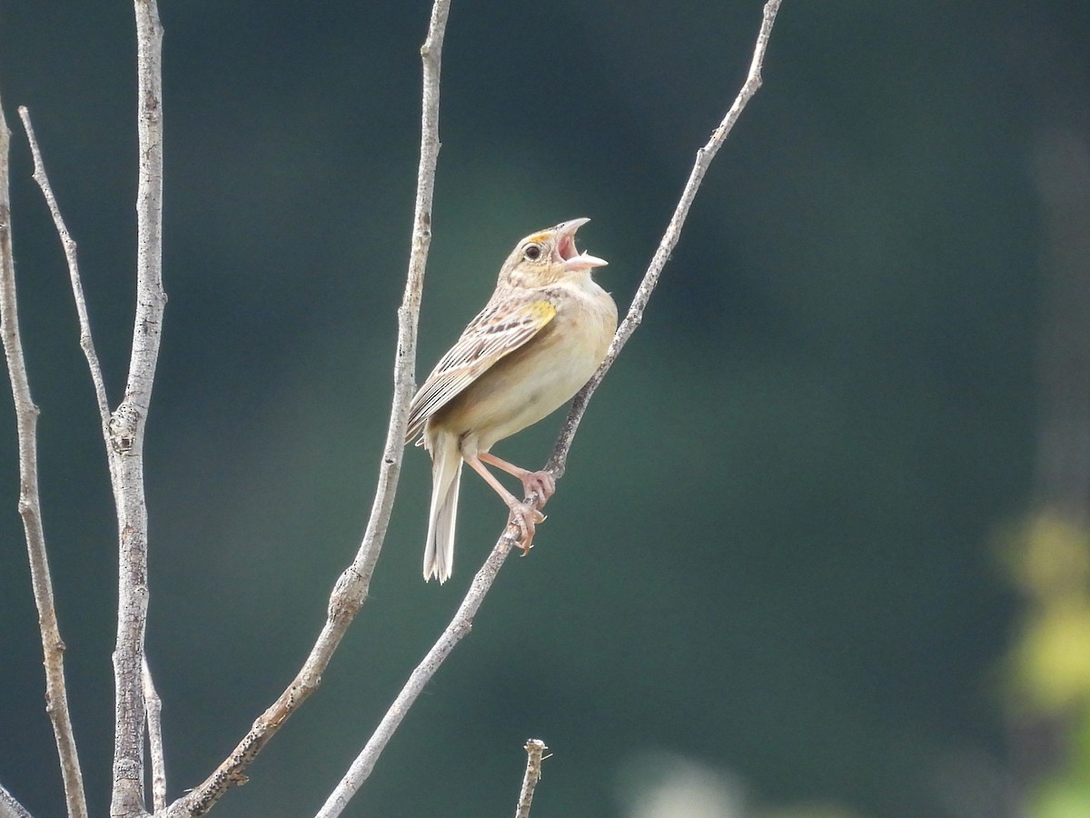 Grasshopper Sparrow - ML620316775