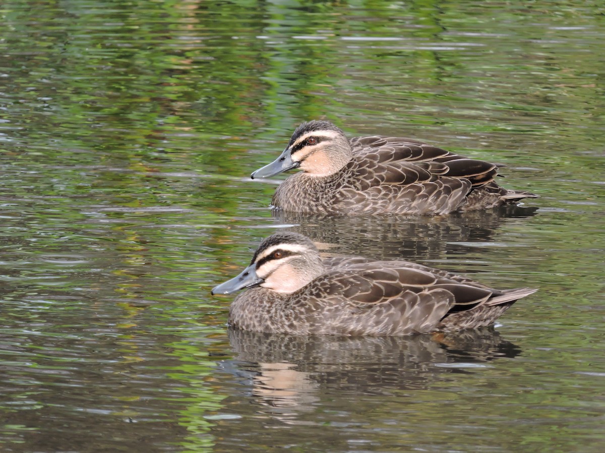 Canard à sourcils - ML620316779