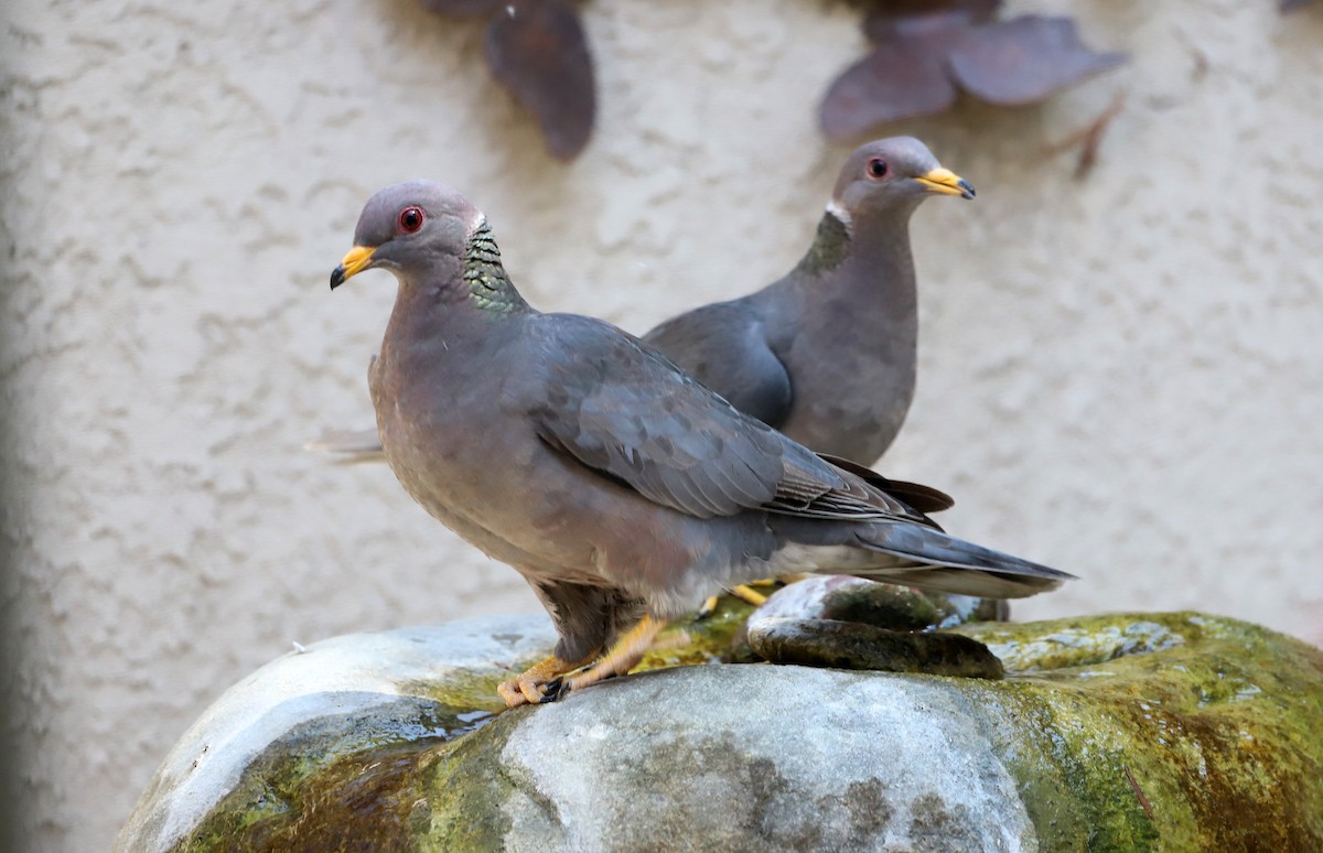 Band-tailed Pigeon - ML620316782