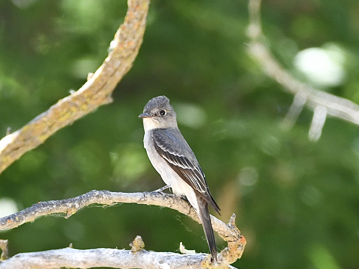 Western Wood-Pewee - ML620316793