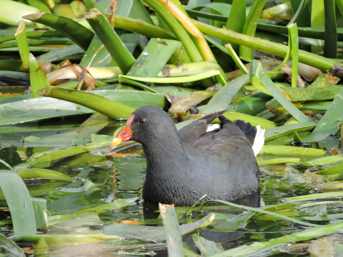 Dusky Moorhen - ML620316796