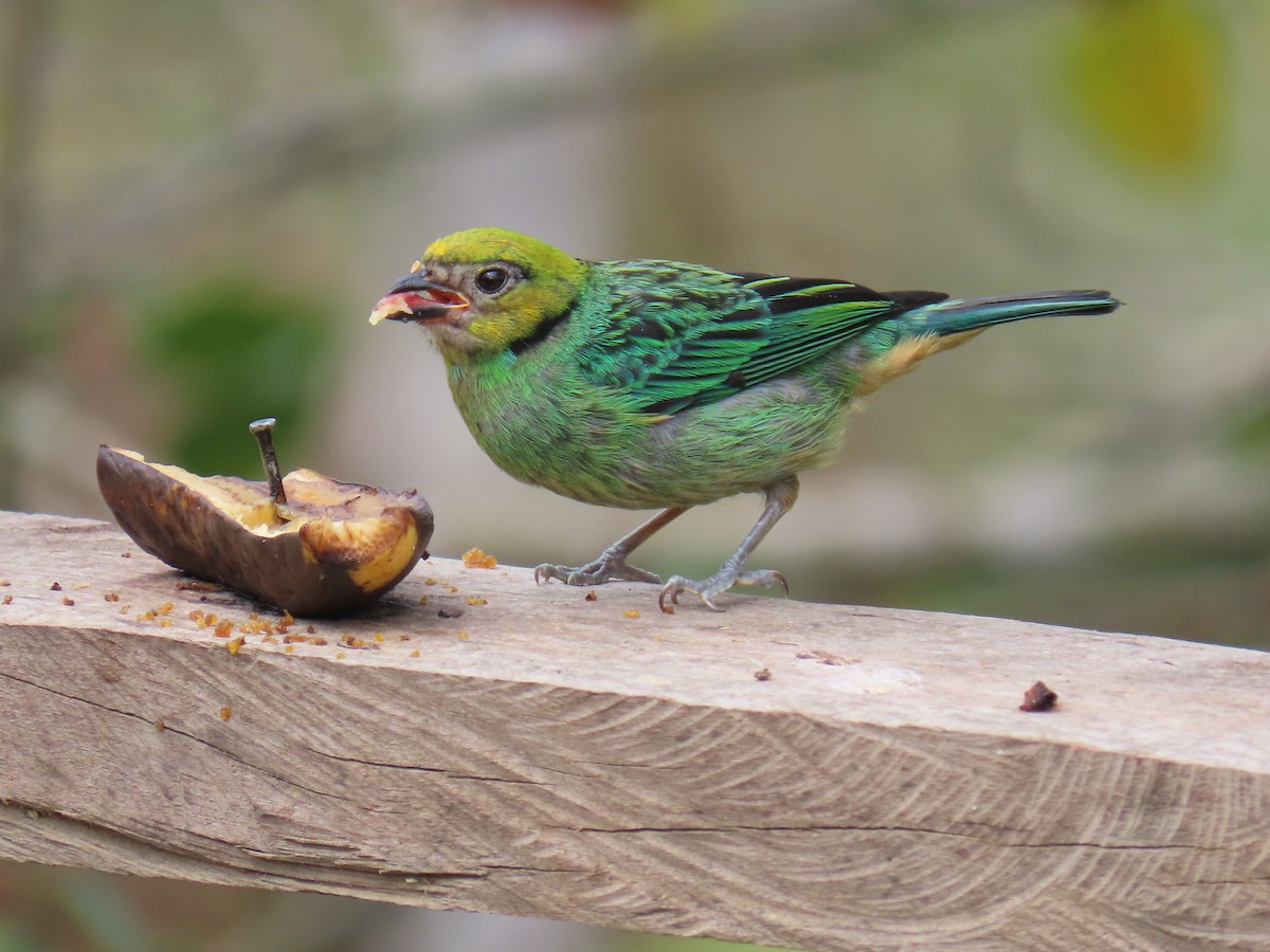 Saffron-crowned Tanager - ML620316797