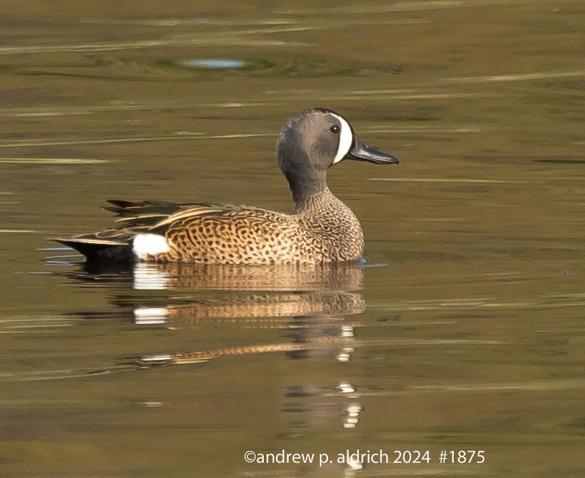 Blue-winged Teal - ML620316799
