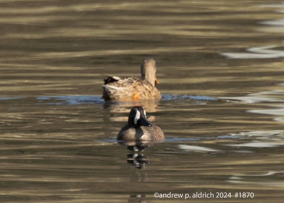 Blue-winged Teal - ML620316800