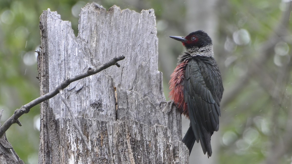 Lewis's Woodpecker - ML620316804