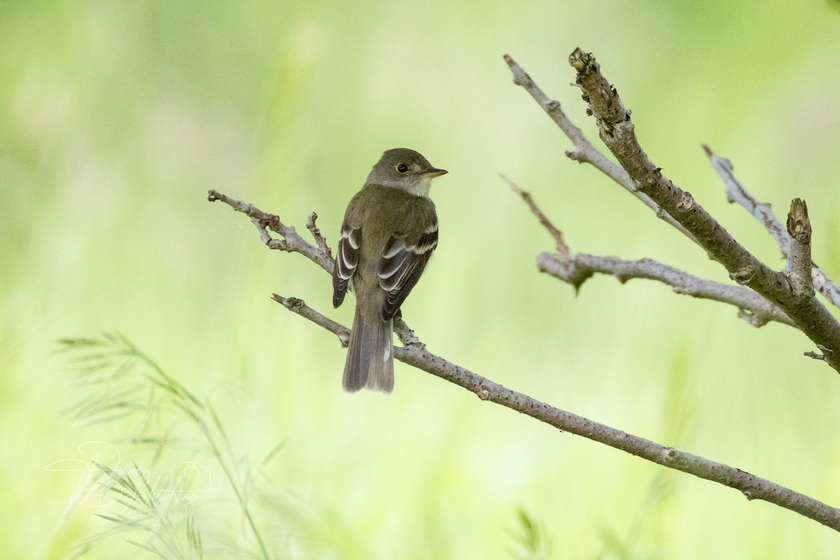 Willow Flycatcher - ML620316812