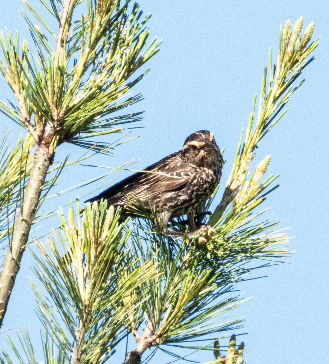 Red-winged Blackbird - ML620316819