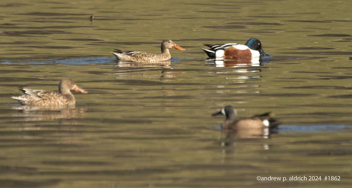 Canard souchet - ML620316822